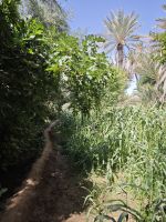 Spaziergang in einer Palmerie in Tinghir