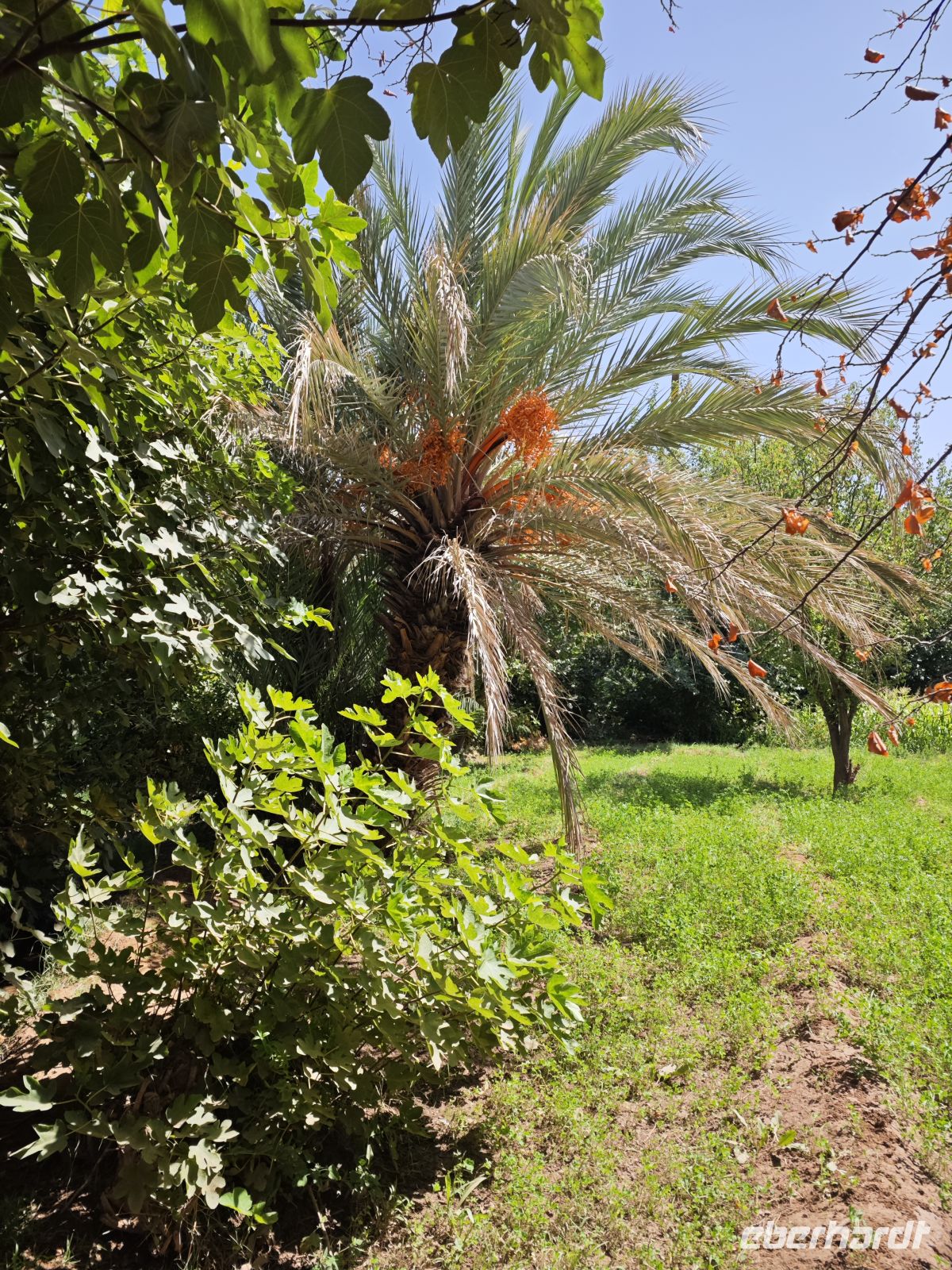 Spaziergang in einer Palmerie in Tinghir