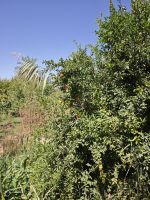 Spaziergang in einer Palmerie in Tinghir