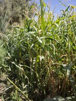 Spaziergang in einer Palmerie in Tinghir