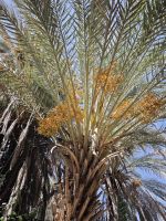 Spaziergang in einer Palmerie in Tinghir