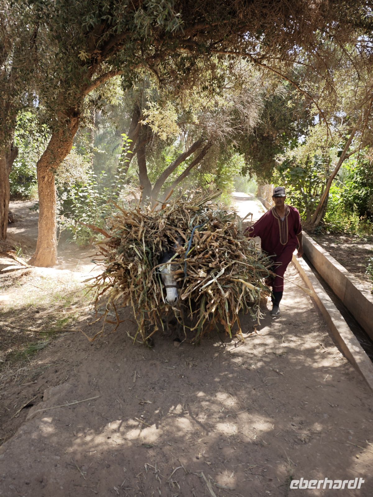 Spaziergang in einer Palmerie in Tinghir