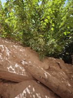 Spaziergang in einer Palmerie in Tinghir