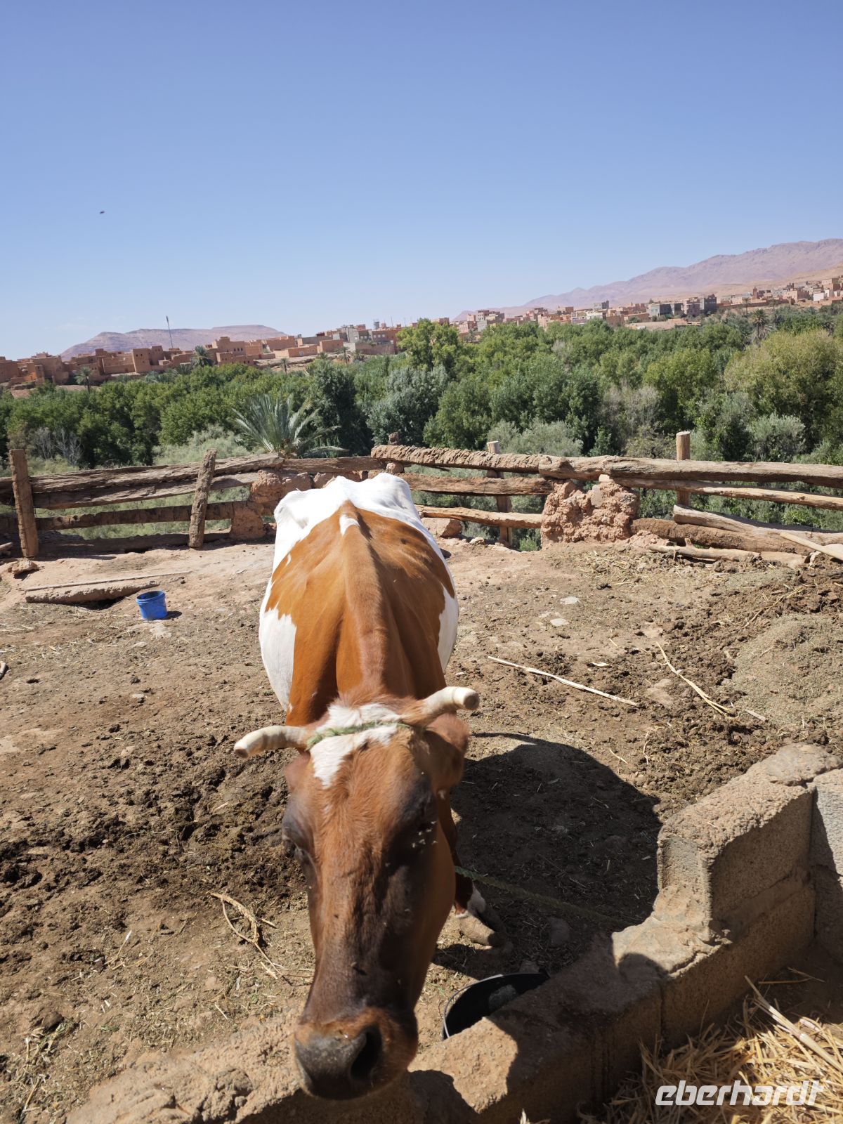Spaziergang in einer Palmerie in Tinghir