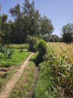 Spaziergang in einer Palmerie in Tinghir