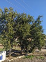 8) Arganbäume Marokko