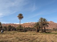 206) Oase von Tinghir, Marokko