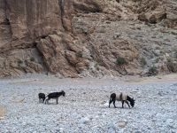 212) Todra-Schlucht, Marokko