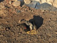 268) Marktbesuch in der Region um Aït Ben Haddou, Marokko