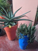 346) Jardin Majorelle, Garten von Yves Saint Laurent, Marrakesch, Marokko