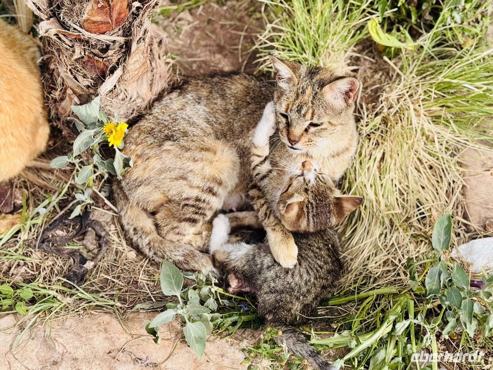 2. Tag - Impressionen aus Marrakesch  &ndash; &copy;  (Eberhardt TRAVEL)