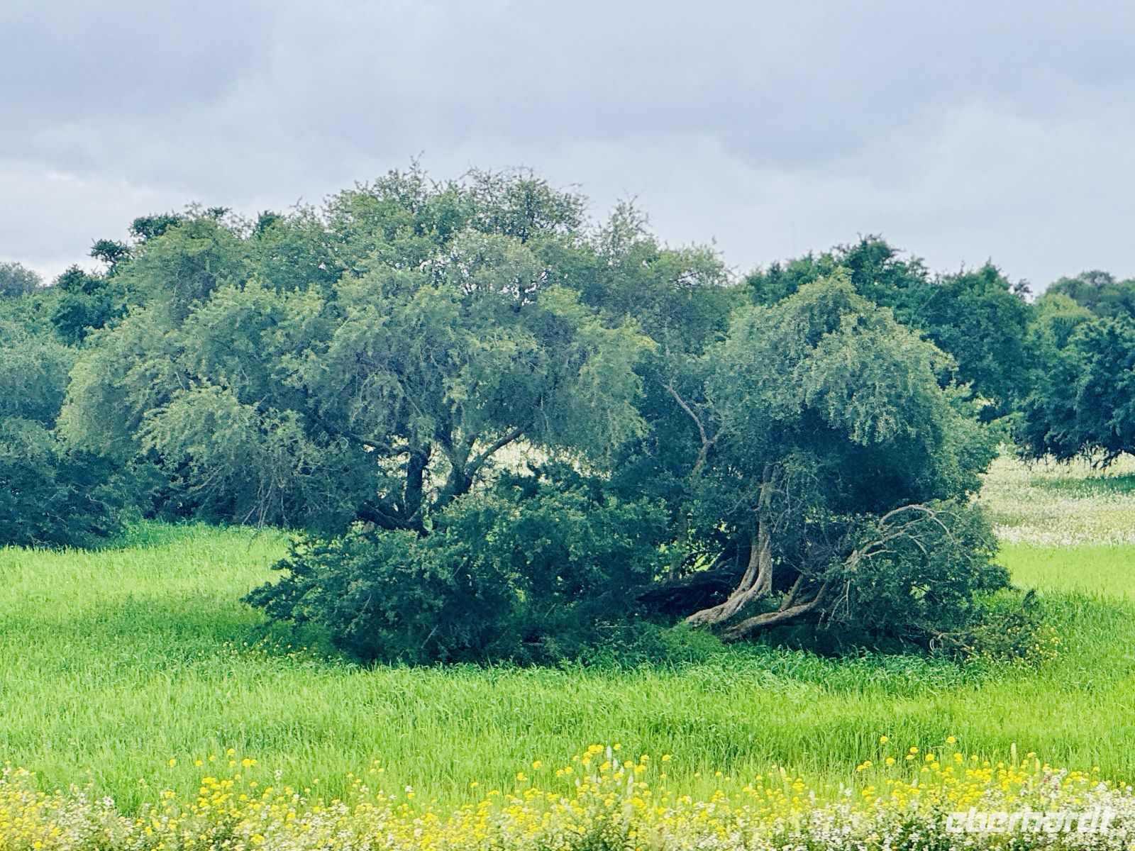 3. Tag - Arganbäume &ndash; &copy;  (Eberhardt TRAVEL)