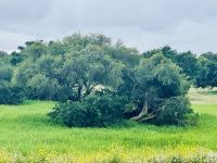 3. Tag - Arganbäume &ndash; &copy; Christin Kuschka (Eberhardt TRAVEL)