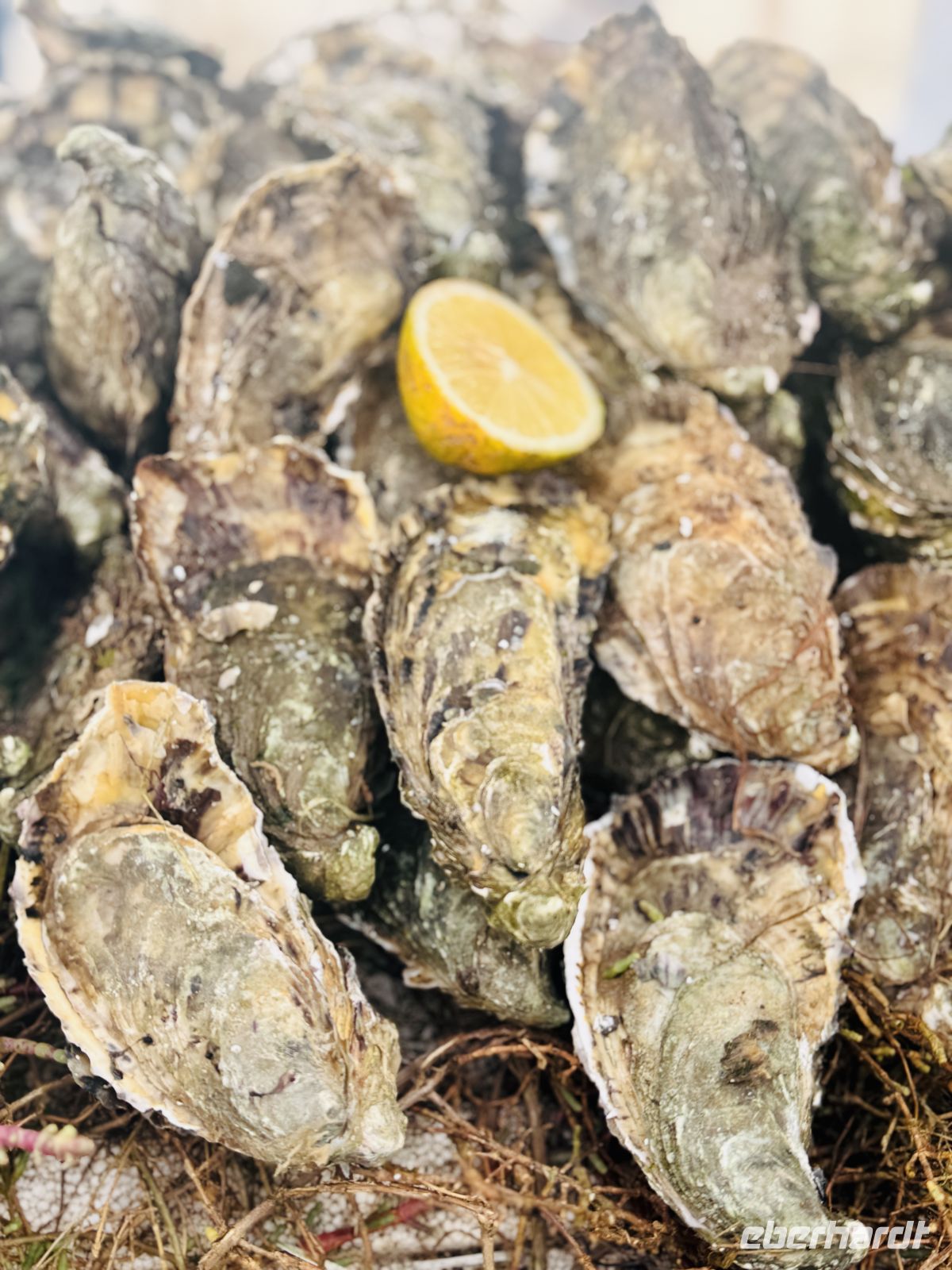 3. Tag - Frische Austern am Hafen von Essaouira &ndash; &copy;  (Eberhardt TRAVEL)