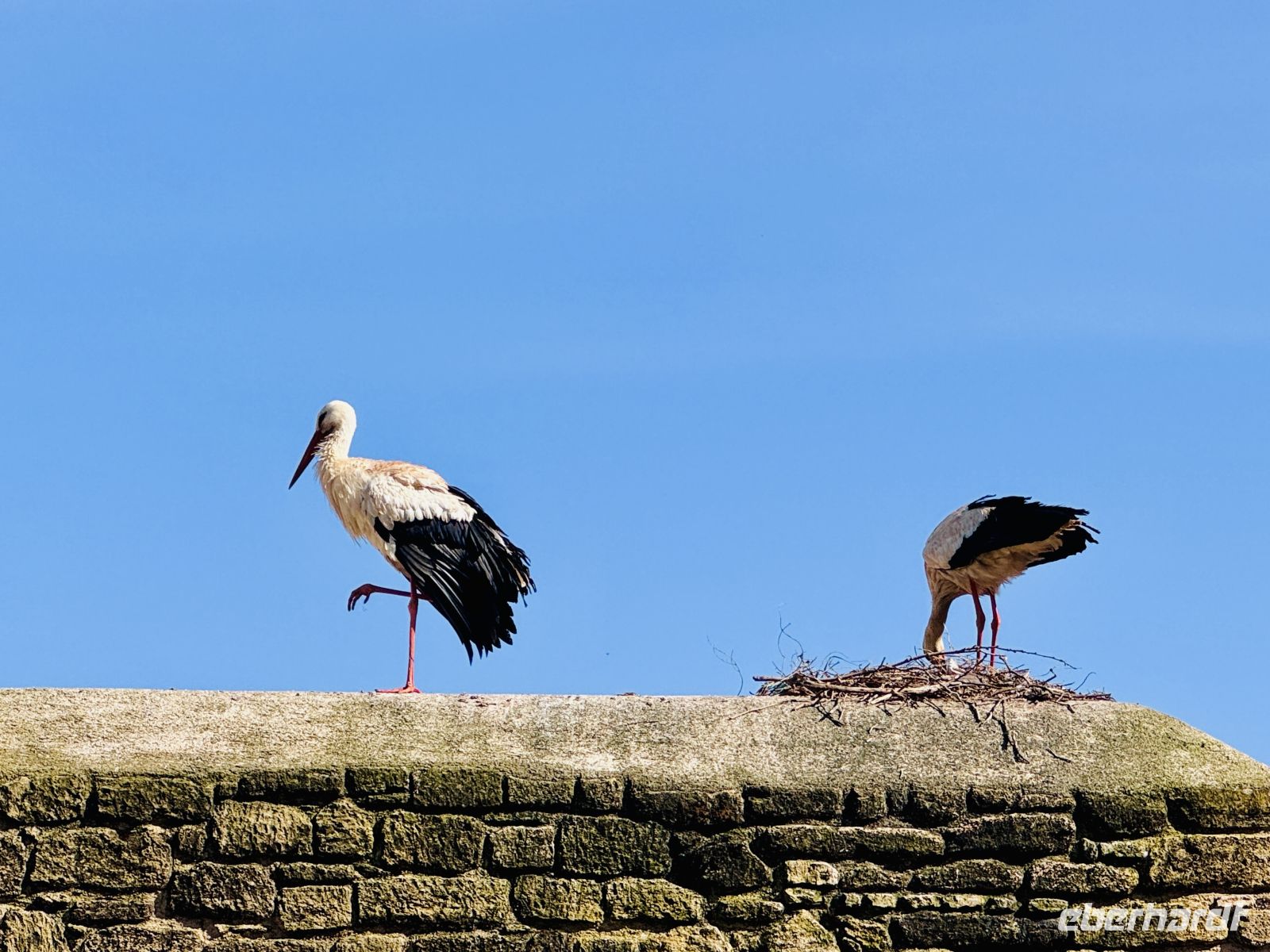 5. Tag - Störche in der Chellah &ndash; &copy;  (Eberhardt TRAVEL)