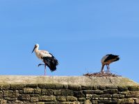 5. Tag - Störche in der Chellah &ndash; &copy; Christin Kuschka (Eberhardt TRAVEL)