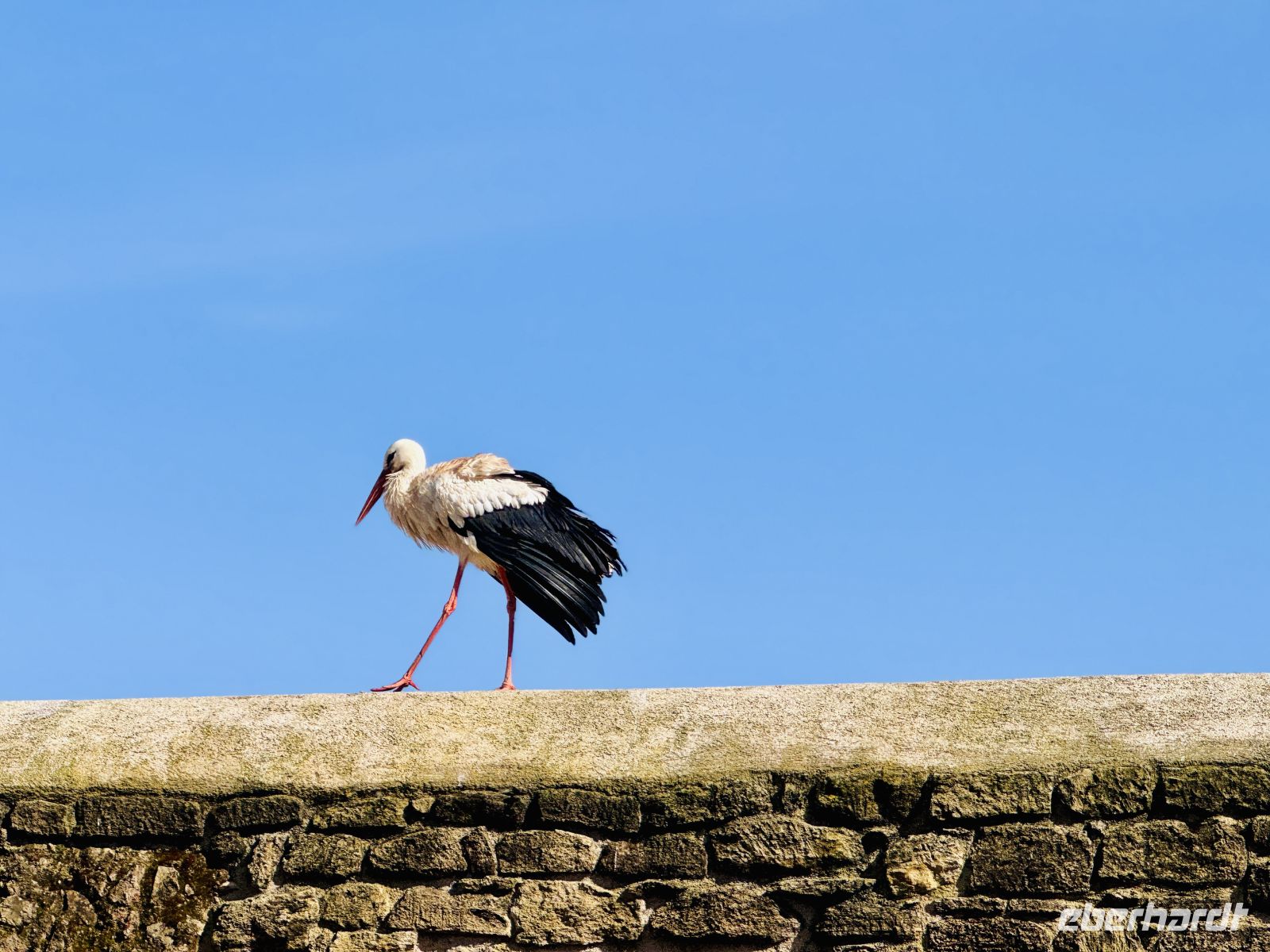 5. Tag - Störche in der Chellah &ndash; &copy;  (Eberhardt TRAVEL)