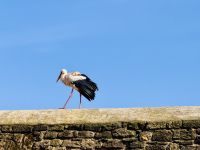 5. Tag - Störche in der Chellah &ndash; &copy; Christin Kuschka (Eberhardt TRAVEL)