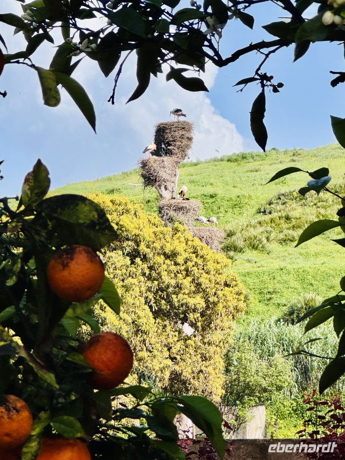 5. Tag - Störche in der Chellah &ndash; &copy;  (Eberhardt TRAVEL)