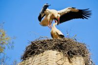 5. Tag - Störche in der Chellah &ndash; &copy; Christin Kuschka (Eberhardt TRAVEL)