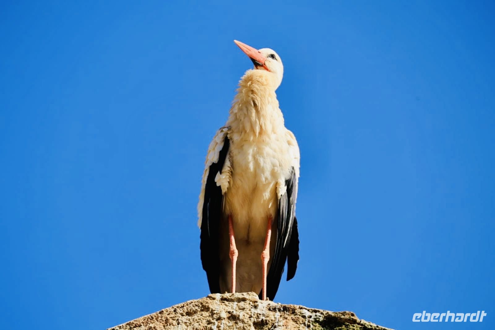 5. Tag - Störche in der Chellah &ndash; &copy;  (Eberhardt TRAVEL)