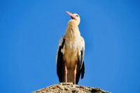 5. Tag - Störche in der Chellah &ndash; &copy; Christin Kuschka (Eberhardt TRAVEL)