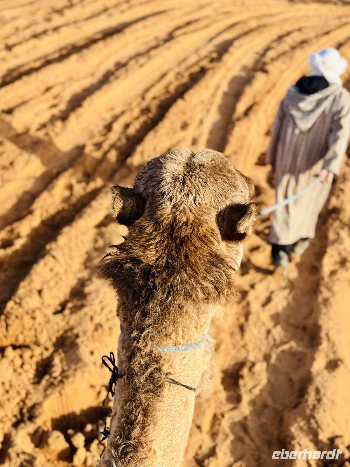 8. Tag - Auf dem Rücken eines Dromedar gehts es die Düne hinauf  &ndash; &copy;  (Eberhardt TRAVEL)