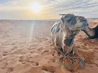 8. Tag - Dromedar  &ndash; &copy; Christin Kuschka (Eberhardt TRAVEL)