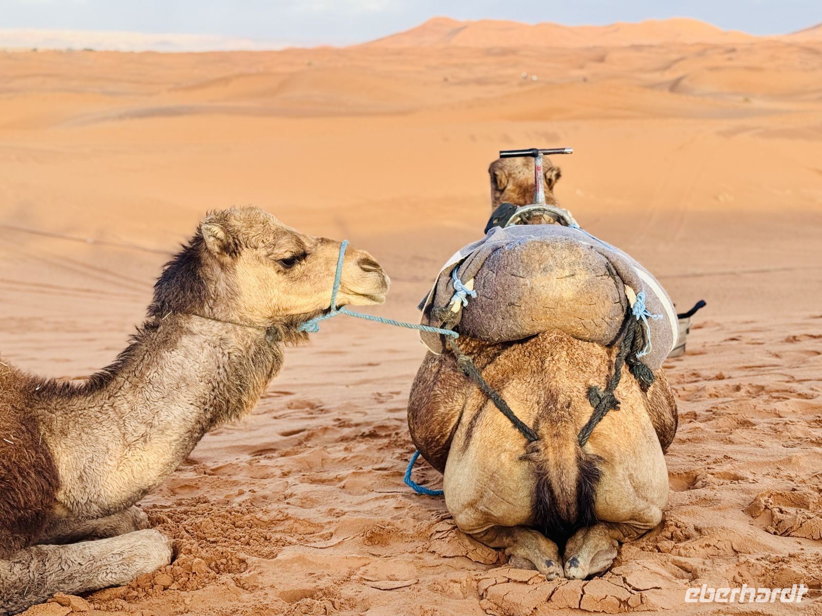 8. Tag - Dromedar  &ndash; &copy;  (Eberhardt TRAVEL)