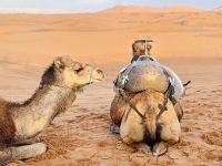 8. Tag - Dromedar  &ndash; &copy; Christin Kuschka (Eberhardt TRAVEL)