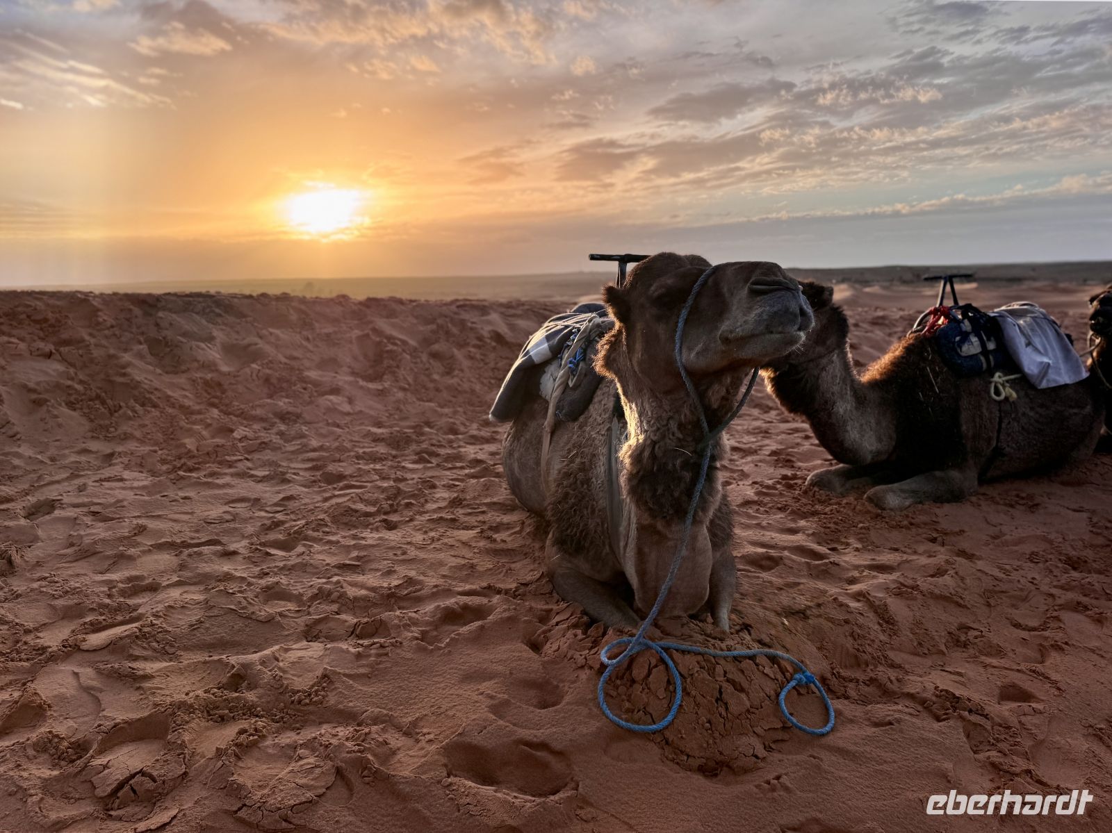 8. Tag - Dromedar  &ndash; &copy;  (Eberhardt TRAVEL)