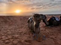 8. Tag - Dromedar  &ndash; &copy; Christin Kuschka (Eberhardt TRAVEL)