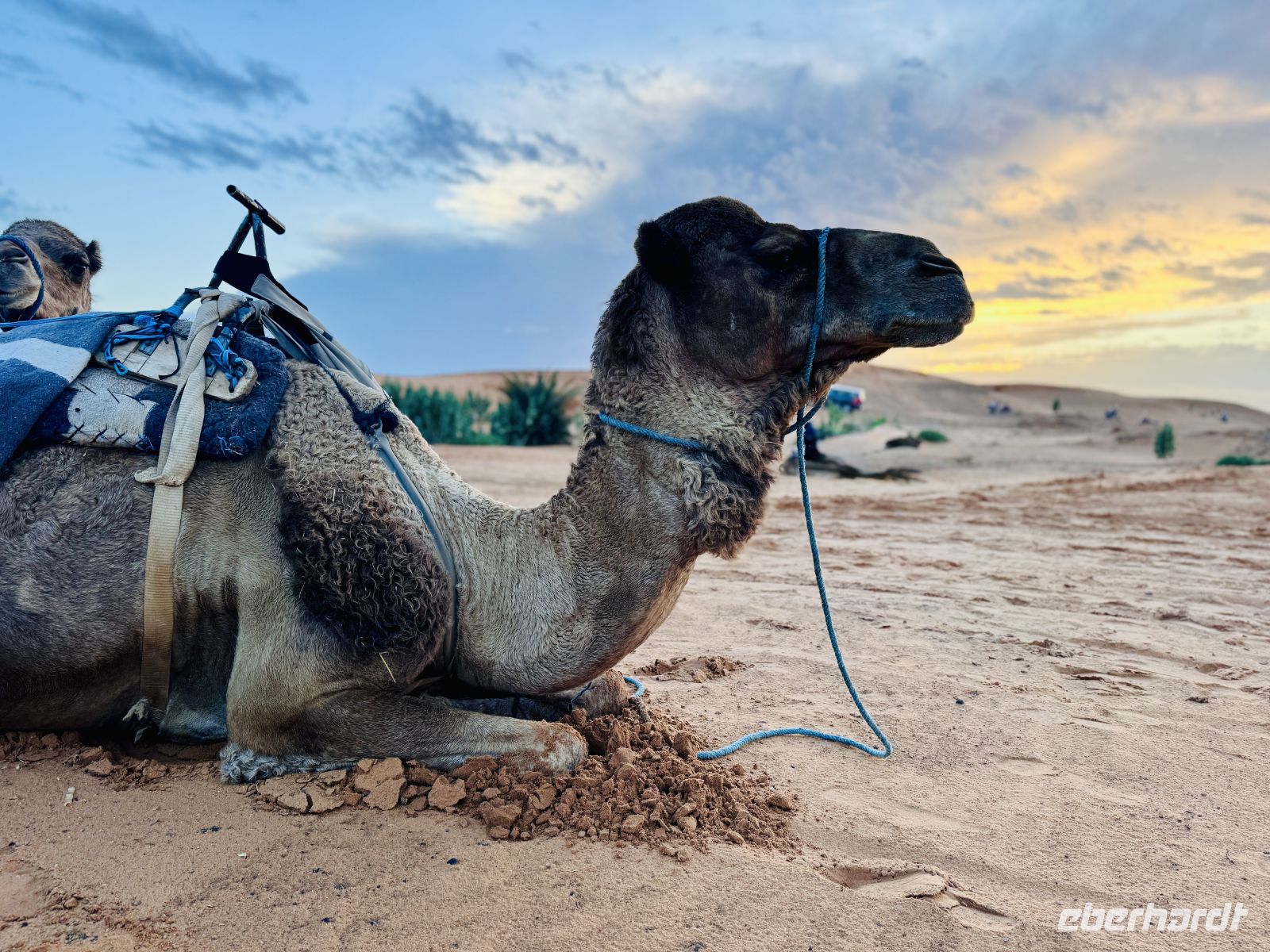 8. Tag - Dromedar  &ndash; &copy;  (Eberhardt TRAVEL)