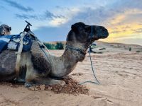 8. Tag - Dromedar  &ndash; &copy; Christin Kuschka (Eberhardt TRAVEL)