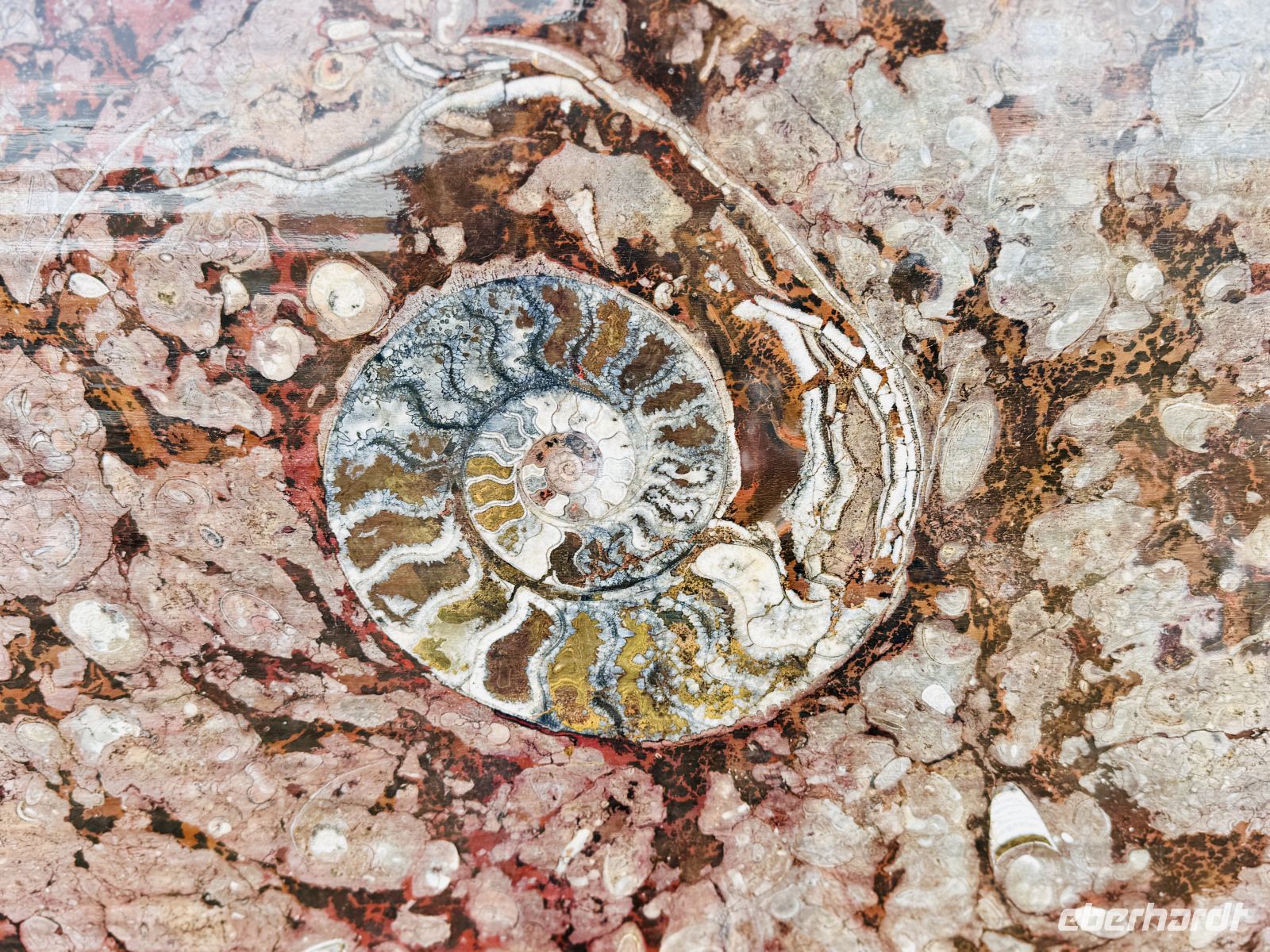 9. Tag - Besuch einer Fossilen-Werkstatt  &ndash; &copy;  (Eberhardt TRAVEL)