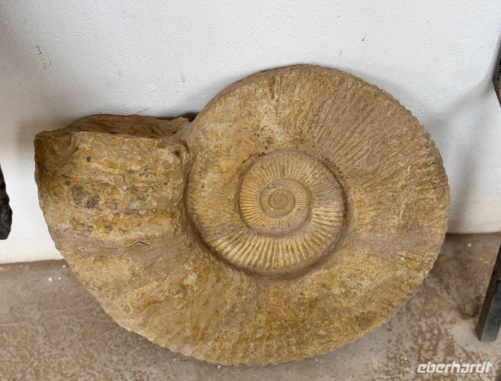 9. Tag - Besuch einer Fossilen-Werkstatt  &ndash; &copy;  (Eberhardt TRAVEL)