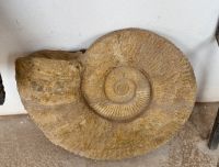 9. Tag - Besuch einer Fossilen-Werkstatt  &ndash; &copy; Christin Kuschka (Eberhardt TRAVEL)