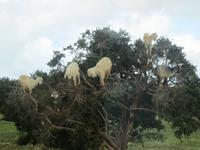 269_Ziegen auf dem Baum