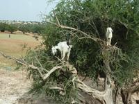 Ziegen auf Arganbäumen