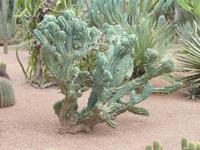 Jardin Majorelle in Marrakesh