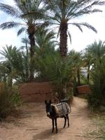 Esel in Oase