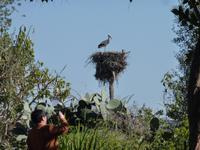 Störche - überall in Marokko