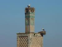 Störche - überall in Marokko