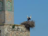 Störche - überall in Marokko