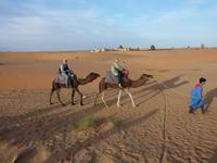 Dromedarritt in der Wüste