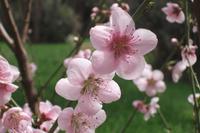 Spaziergang in der Palmerie