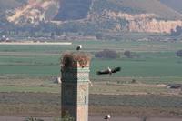 Störche in der Ausgrabungsstätte Chellah