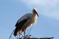 Störche in der Ausgrabungsstätte Chellah