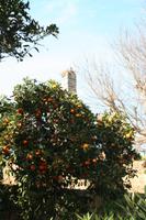 Zitrusgarten in der Ausgrabungsstätte Chellah