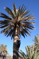 Erklärungen zur Dattelpalme